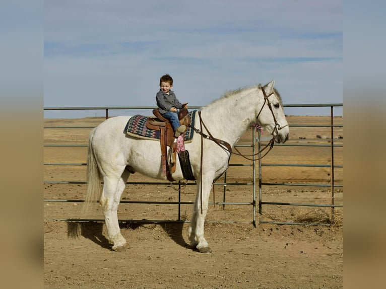 Andalusiër Ruin 10 Jaar 168 cm Schimmel in Fort Collins