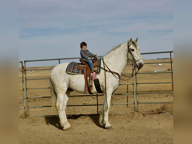 Andalusiër Ruin 10 Jaar 168 cm Schimmel in Fort Collins