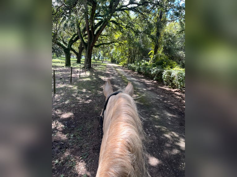 Andalusiër Ruin 10 Jaar Palomino in Ocala, FL