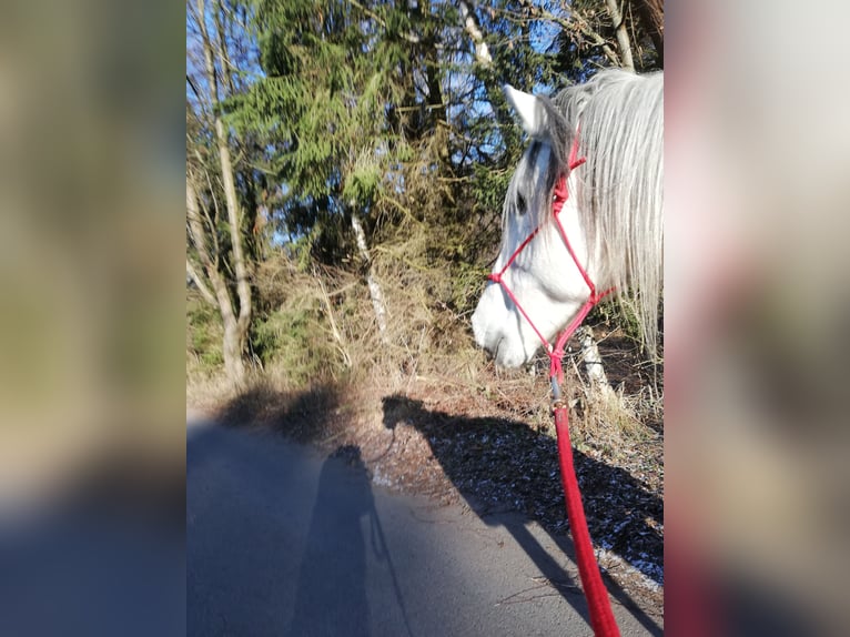 Andalusiër Ruin 11 Jaar 152 cm Schimmel in Ringgau