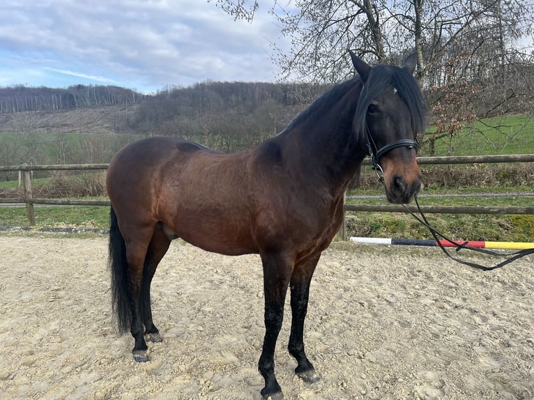 Andalusiër Ruin 11 Jaar 158 cm Donkerbruin in Reichshof