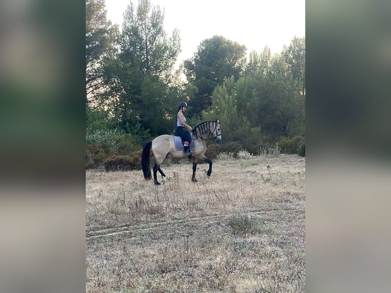 Andalusiër Ruin 11 Jaar 160 cm Falbe in Lunel-Viel