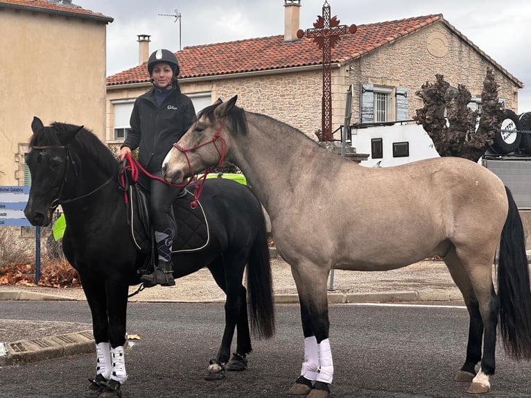Andalusiër Ruin 11 Jaar 160 cm Falbe in Lunel-Viel