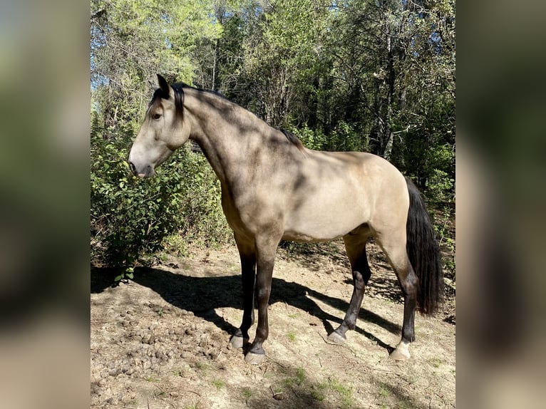 Andalusiër Ruin 11 Jaar 160 cm Falbe in Lunel-Viel