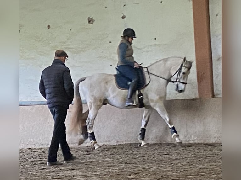Andalusiër Mix Ruin 11 Jaar 160 cm Schimmel in AschbachReipoltskirchen