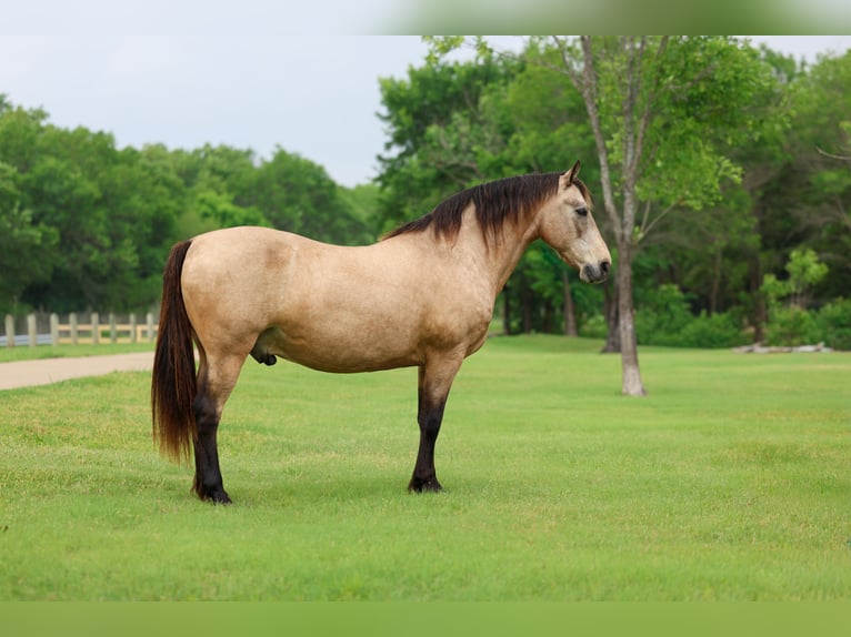 Andalusiër Ruin 12 Jaar 142 cm Buckskin in Forney