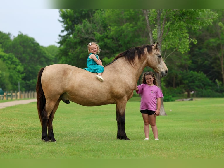 Andalusiër Ruin 12 Jaar 142 cm Buckskin in Forney