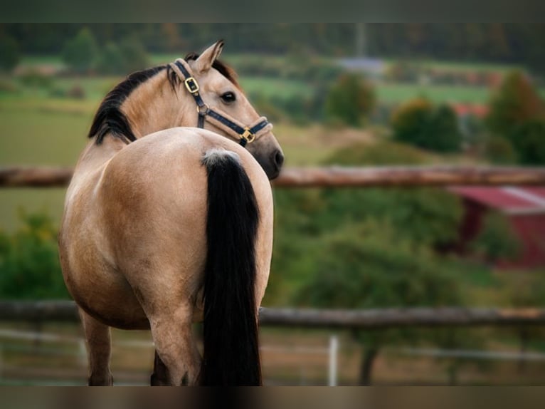 Andalusiër Ruin 12 Jaar 152 cm Falbe in Bad Kissingen