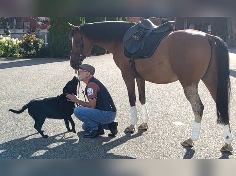 Andalusiër Mix Ruin 12 Jaar 165 cm Bruin in Amlikon