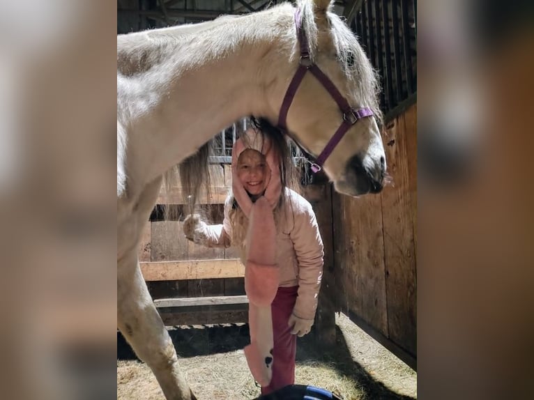 Andalusiër Ruin 12 Jaar 175 cm Schimmel in Westerlo