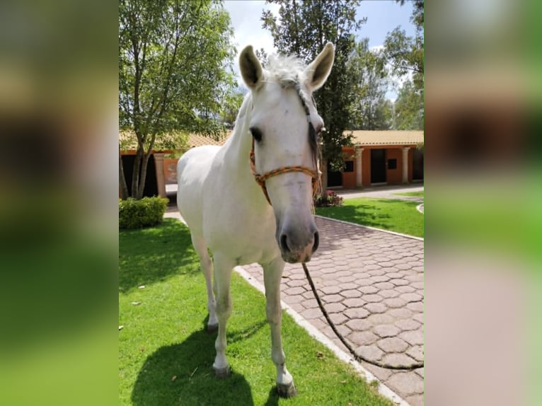 Andalusiër Ruin 12 Jaar 175 cm Schimmel in Westerlo