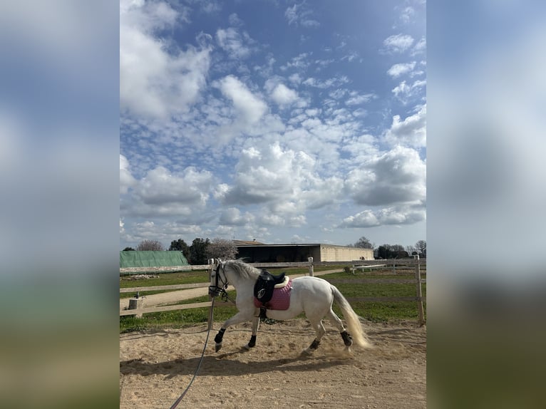 Andalusiër Ruin 12 Jaar Wit in Montegrosso