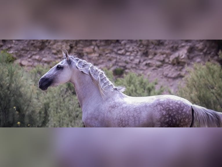 Andalusiër Ruin 13 Jaar 164 cm Schimmel in Priego de córdoba