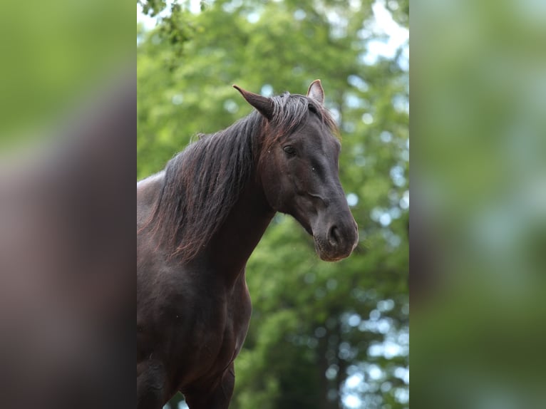 Andalusiër Ruin 13 Jaar 166 cm Donkerbruin in Sulz im Wienerwald