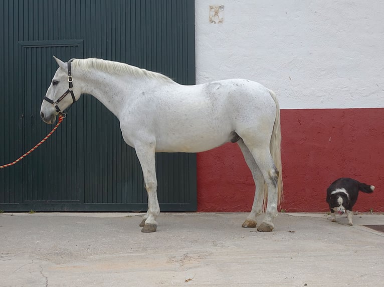 Andalusiër Ruin 13 Jaar 166 cm Schimmel in Granada