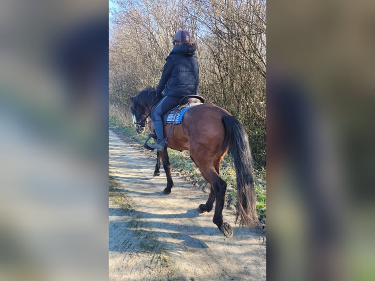 Andalusiër Ruin 14 Jaar 155 cm Bruin in M&#xE9;vergnies-Lez-Lens