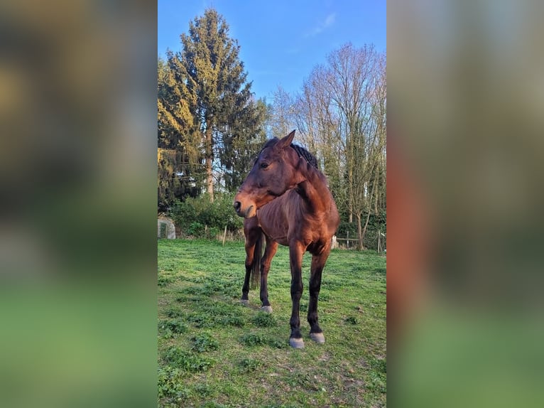 Andalusiër Ruin 14 Jaar 155 cm Bruin in M&#xE9;vergnies-Lez-Lens