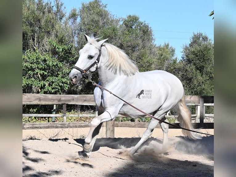 Andalusiër Ruin 14 Jaar 156 cm Schimmel in Menorca