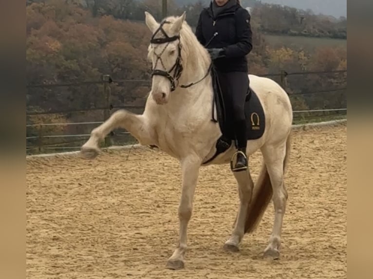 Andalusiër Ruin 14 Jaar 158 cm Perlino in WürzburgWürzburg