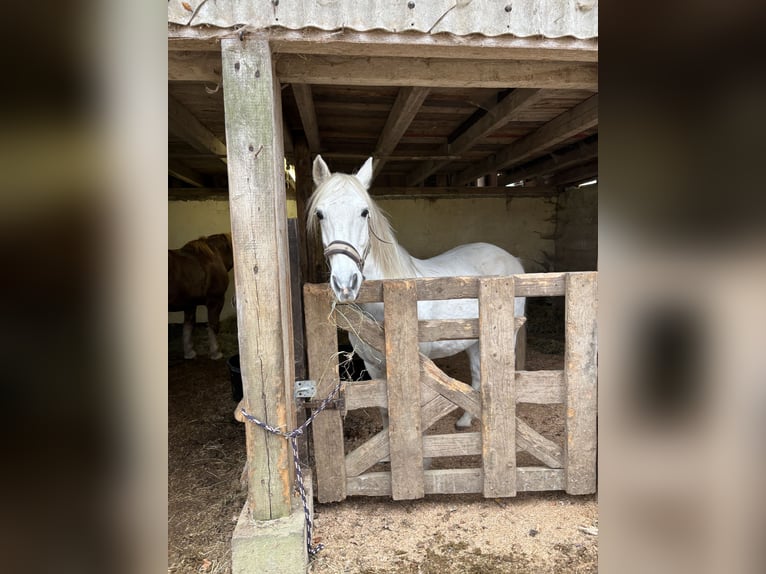 Andalusiër Mix Ruin 15 Jaar 155 cm Schimmel in Mehrstetten