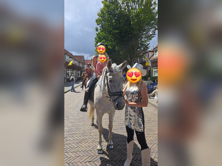 Andalusiër Mix Ruin 15 Jaar 155 cm Vliegenschimmel in Santpoort-Zuid