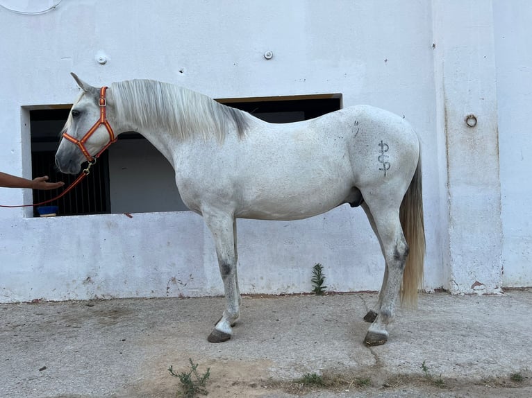 Andalusiër Ruin 15 Jaar 156 cm Schimmel in Terrassa