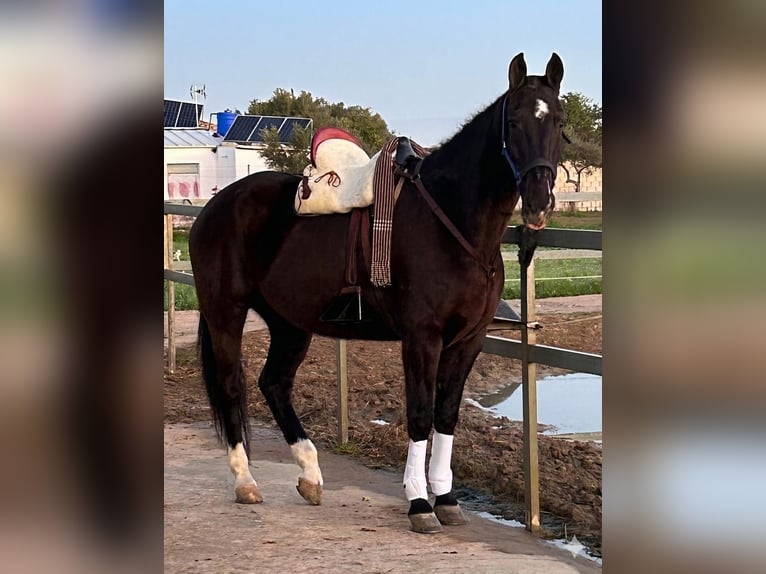 Andalusiër Ruin 15 Jaar 165 cm Donkerbruin in Vejer de la Frontera