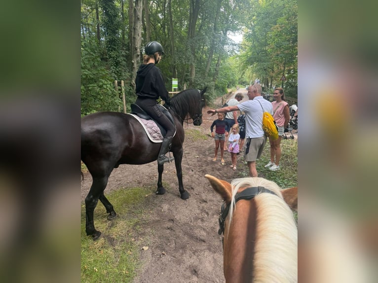 Andalusiër Ruin 15 Jaar 165 cm Zwartbruin in Heiloo