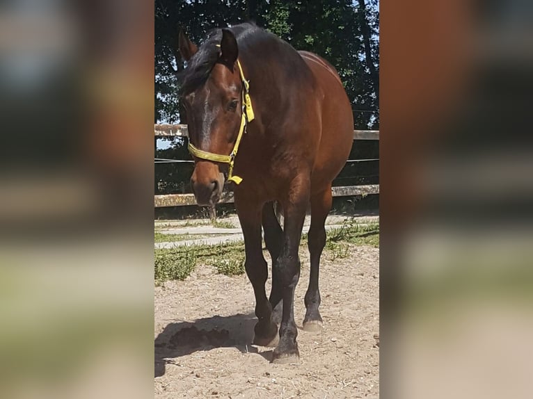 Andalusiër Ruin 16 Jaar 158 cm Bruin in Beemte Broekland