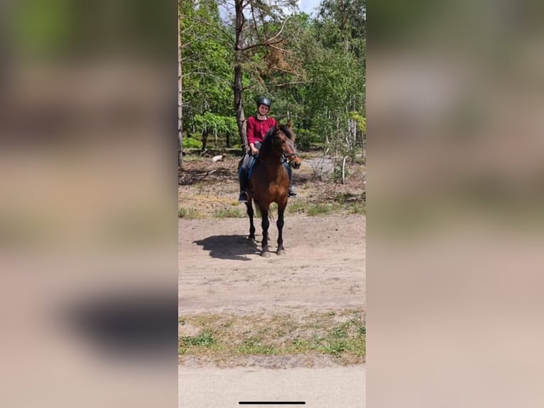 Andalusiër Ruin 16 Jaar 158 cm Bruin in Beemte Broekland