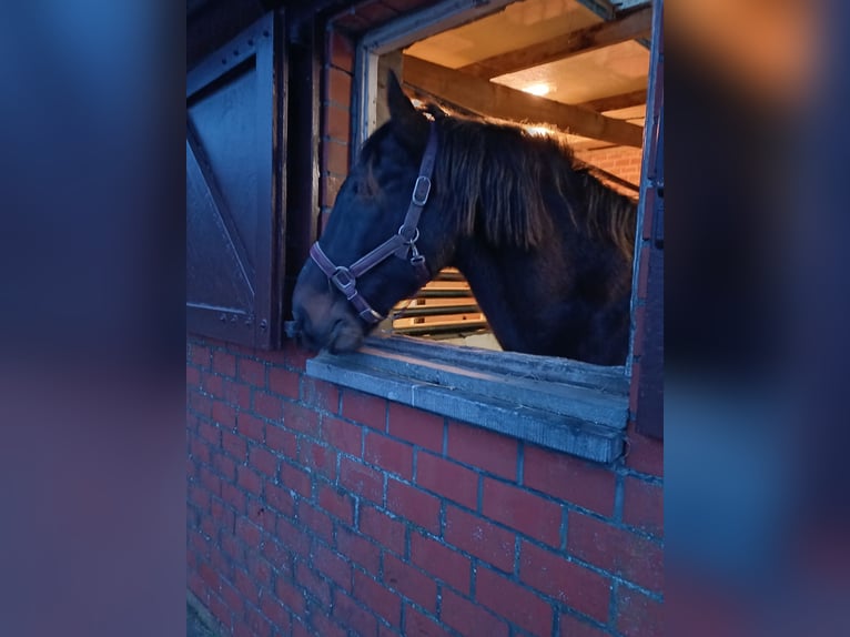 Andalusiër Ruin 16 Jaar 160 cm Donkerbruin in Jabbeke
