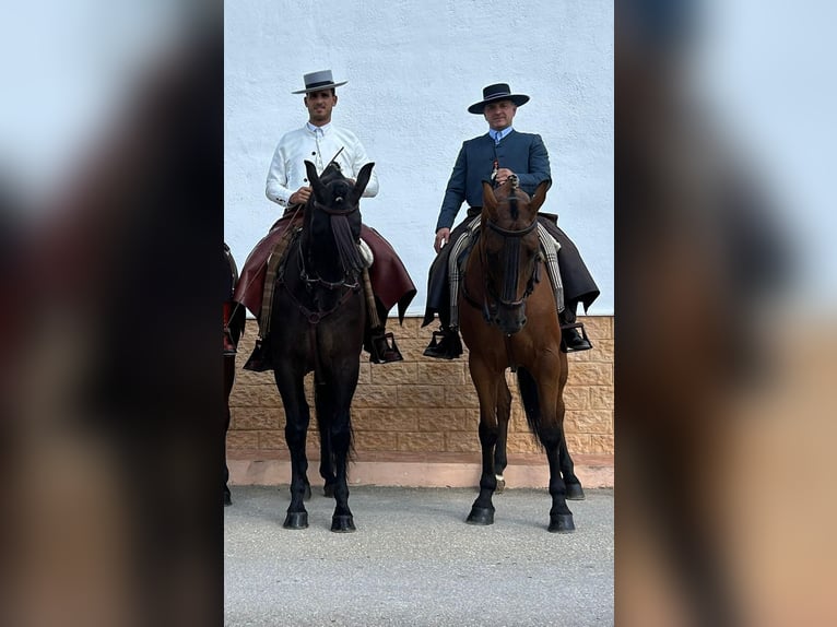 Andalusiër Mix Ruin 16 Jaar 165 cm Bruin in Bad Sachsa