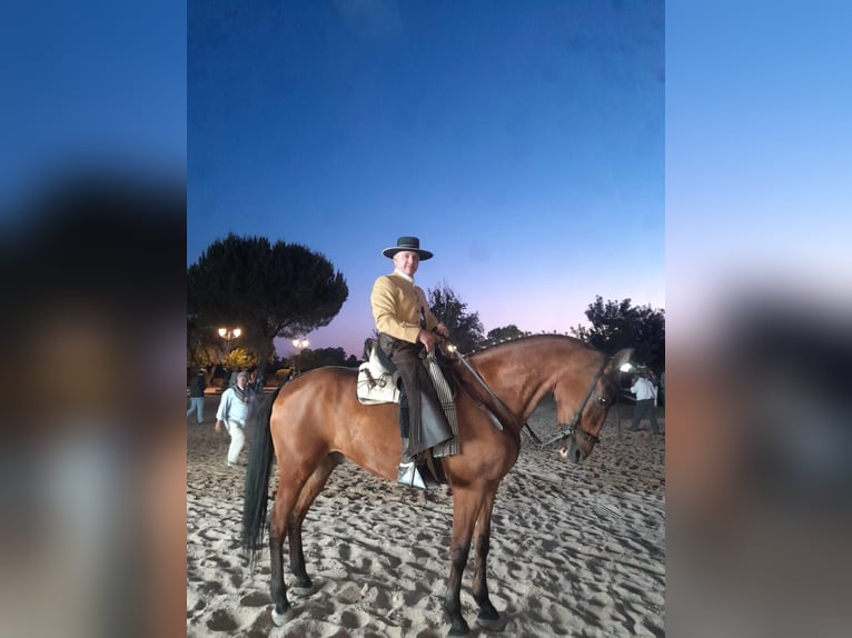 Andalusiër Mix Ruin 16 Jaar 165 cm Bruin in Bad Sachsa