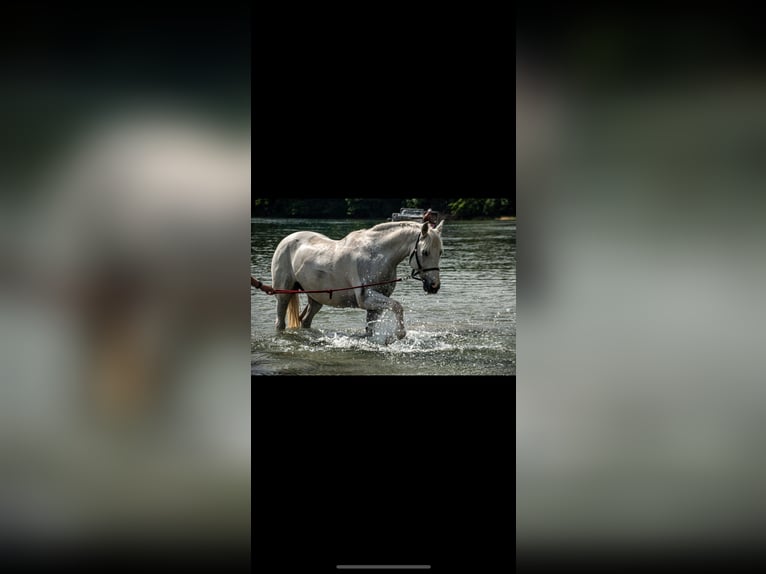 Andalusiër Mix Ruin 17 Jaar 155 cm Gevlekt-paard in Rielasingen-Worblingen