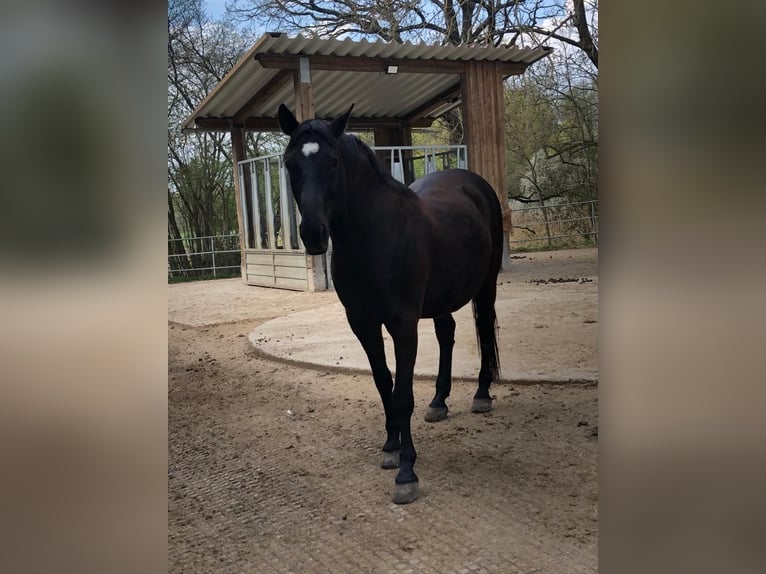 Andalusiër Ruin 17 Jaar 164 cm Zwart in München