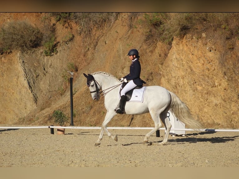 Andalusiër Ruin 17 Jaar 171 cm Schimmel in Marbella