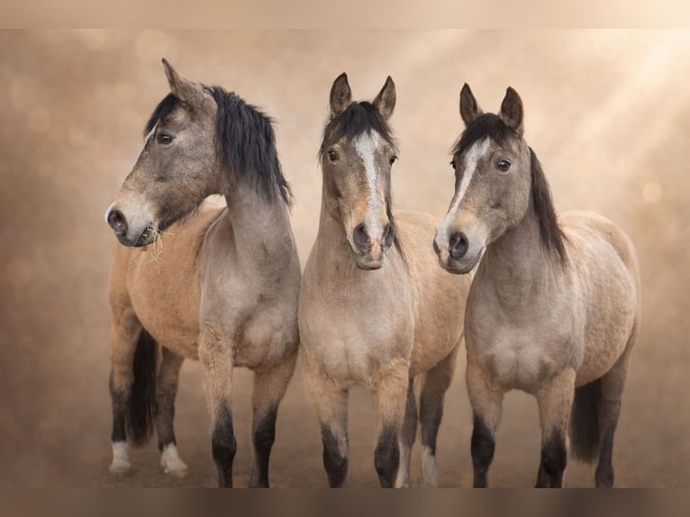 Andalusiër Mix Ruin 19 Jaar 153 cm Buckskin in Wuppertal