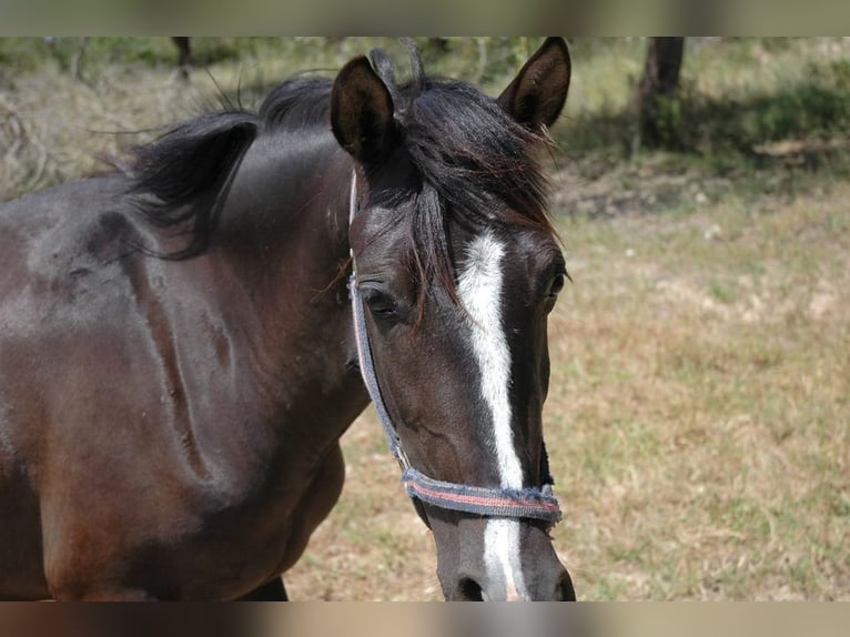 Andalusiër Mix Ruin 19 Jaar 153 cm Zwartbruin in Ratingen