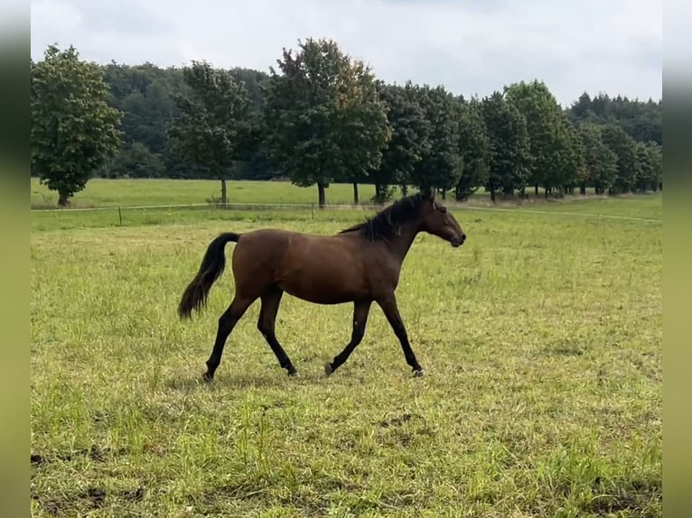 Andalusiër Ruin 1 Jaar 160 cm Bruin in Ballenstedt