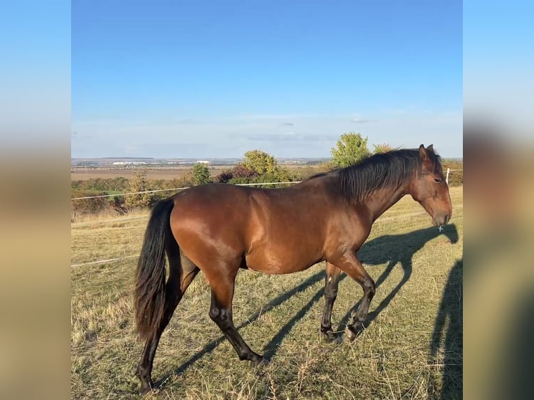 Andalusiër Ruin 1 Jaar 160 cm Bruin in Ballenstedt