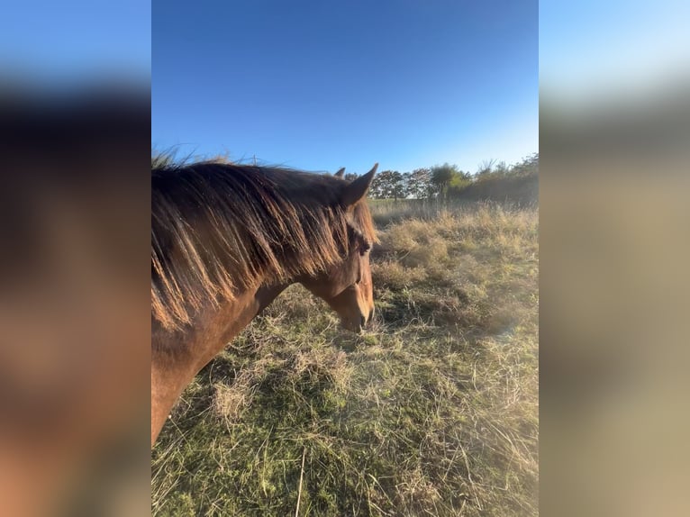 Andalusiër Ruin 1 Jaar 160 cm Bruin in Ballenstedt