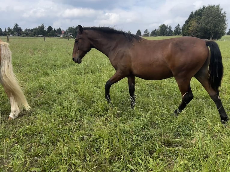 Andalusiër Ruin 1 Jaar 160 cm Bruin in Ballenstedt