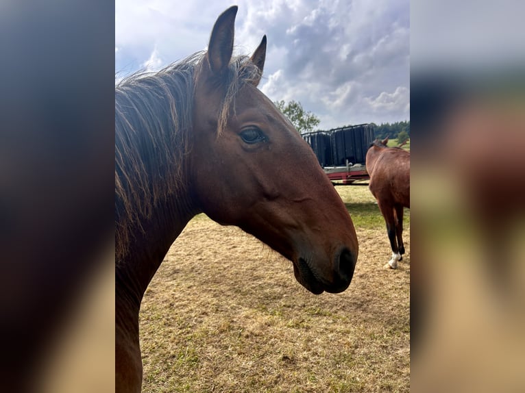 Andalusiër Ruin 1 Jaar 160 cm Bruin in Ballenstedt