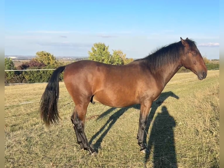 Andalusiër Ruin 1 Jaar 160 cm Bruin in Ballenstedt