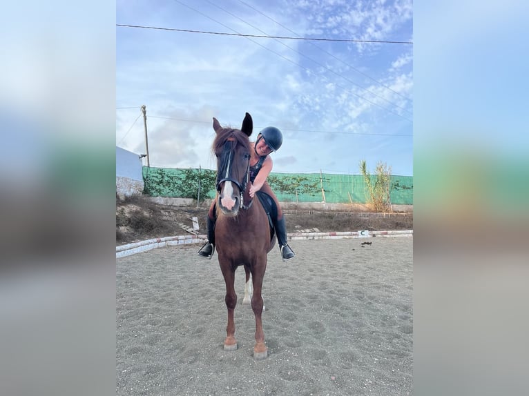 Andalusiër Ruin 20 Jaar 155 cm Roodvos in Guardamar del Segura