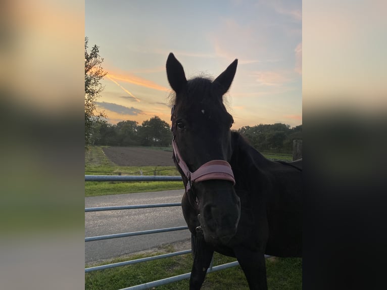 Andalusiër Mix Ruin 20 Jaar 158 cm Zwart in Renkum