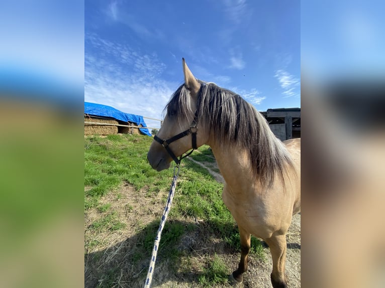 Andalusiër Ruin 2 Jaar 151 cm Buckskin in Tongeren