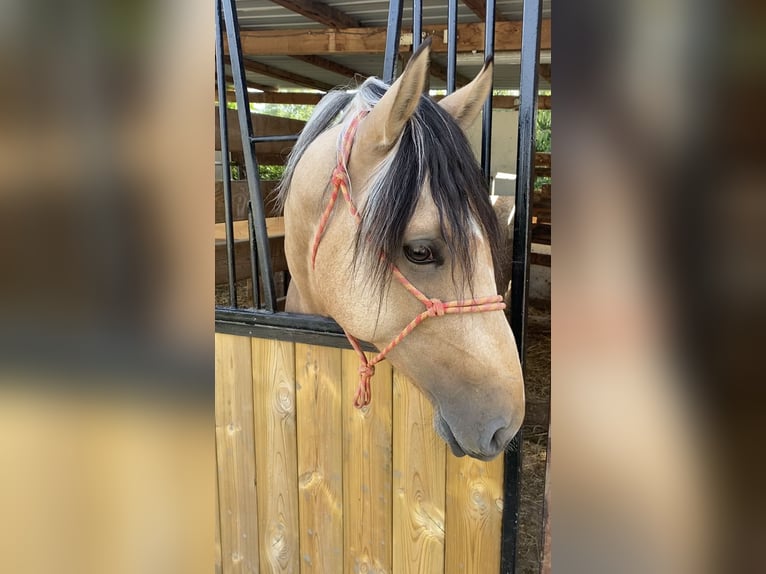 Andalusiër Ruin 2 Jaar 151 cm Buckskin in Tongeren