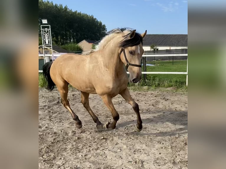 Andalusiër Ruin 2 Jaar 151 cm Buckskin in Tongeren