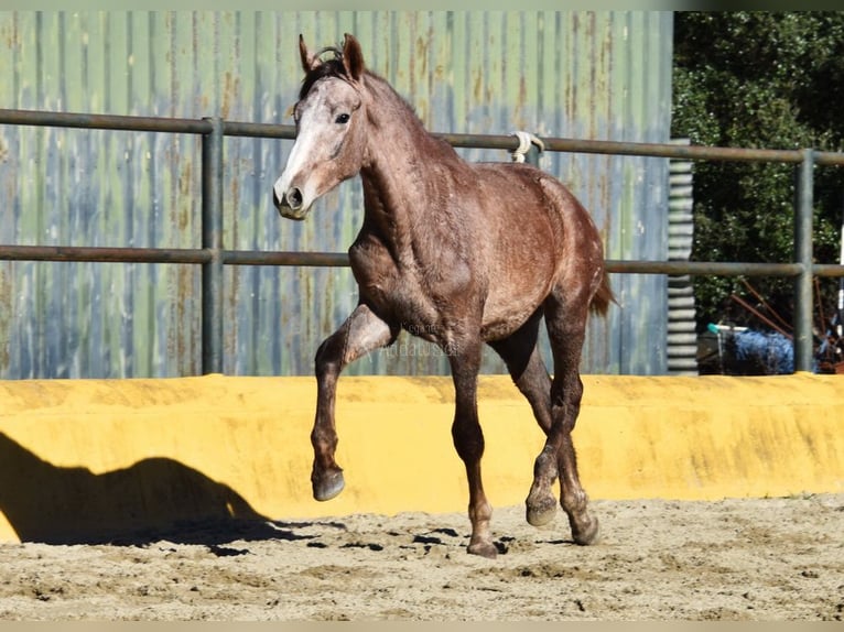 Andalusiër Ruin 2 Jaar 154 cm Schimmel in Provinz Malaga